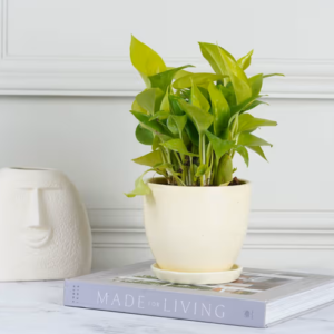 The Nursery Green Golden Money Plant Indoor with Pot