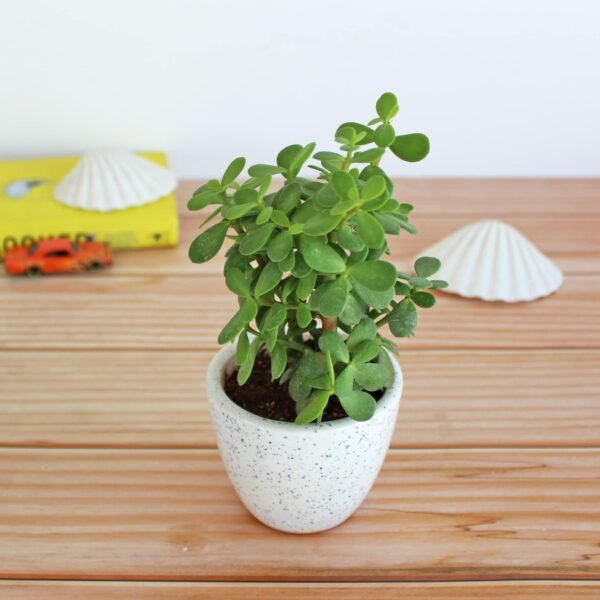 Jade plant for Living Room - Healthy Indoor Feng Shui Plant, Low Maintenance, Air Purifying, Home Decor, Gifting, office desk - Image 2