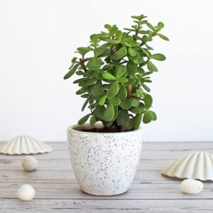 Jade plant for Living Room - Healthy Indoor Feng Shui Plant, Low Maintenance, Air Purifying, Home Decor, Gifting, office desk