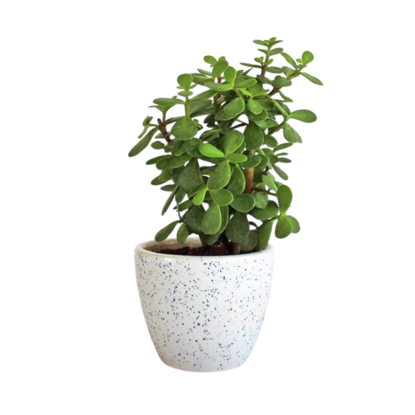 Jade plant for Living Room - Healthy Indoor Feng Shui Plant, Low Maintenance, Air Purifying, Home Decor, Gifting, office desk - Image 3